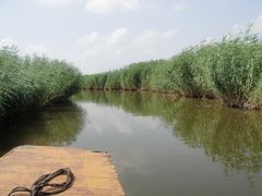 -白渔泡湿地公园