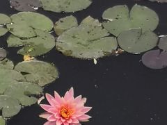 -西湖游船