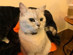 -李小姐の猫咖啡馆(五角场店)