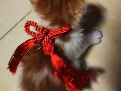 -严国平动物医院(德政总院)