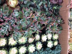 -秦美花卉(天朗·莱茵小城2期店)
