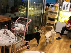 -柴犬高等学院·狗咖·柴犬售卖·宠物训练