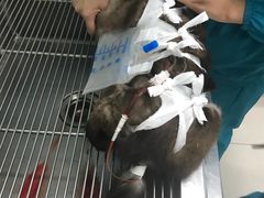 -纳吉亚猫专科动物诊疗中心(蒋宅口分院)
