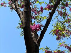 -大兴滨河森林公园