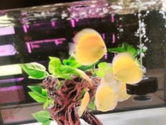 -中环花鸟鱼虫市场