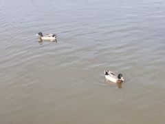 -鄱阳湖国家湿地公园