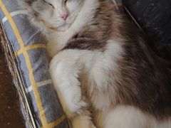 -猫猫幼稚园·撸猫·桌游·电玩
