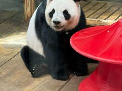 -深圳野生动物园