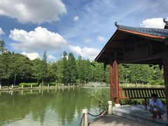 -金花茶公园