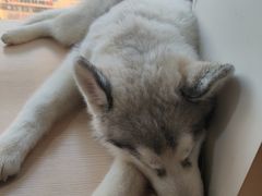 -Husky Go! 哈士奇体验馆·宠物咖啡厅狗咖