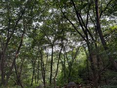 -大岭沟猕猴桃谷风景区