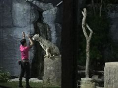 -清迈夜间动物园