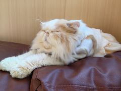 -MOCHA明星猫咖(田子坊店)
