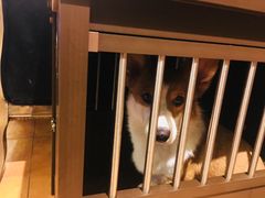 -more than meow吴止猫主题餐厅(承德 中船汇店)