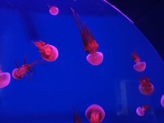 -西安曲江海洋极地公园