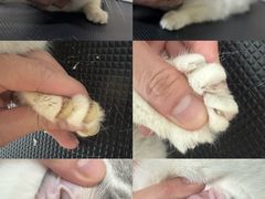 -悠尼宠物·独立低压伊珊娜洗护·美容·寄养(兰谷路店)