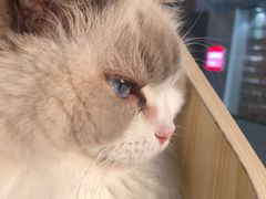 -瞄一喵猫咖(格力海岸店)