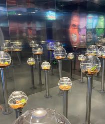 -七巧国萌宠乐园(龙湖天街店)