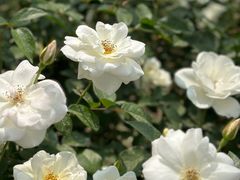 -人民公园(罗湖区)