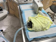 -谐和贝康宠物医院24小时·宠保定点(急重症转诊中心)