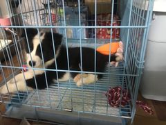 -翊宠yipet猫狗购宠庄园犬舍•猫舍