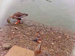 -沈阳鸟岛