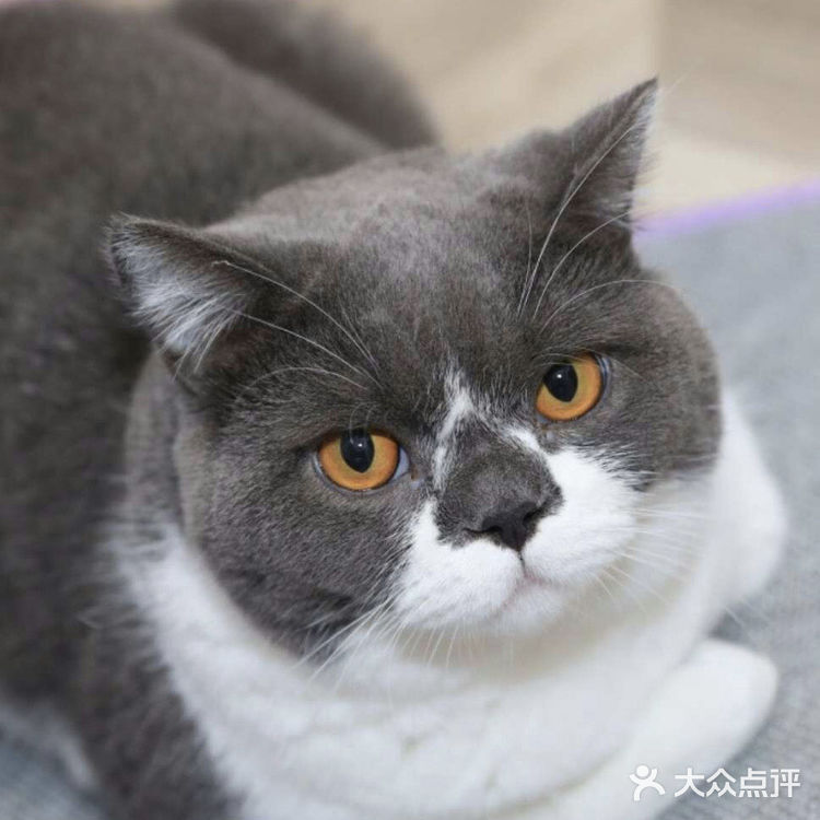 ☀️快来和萌宠们一起过六一吧☀️