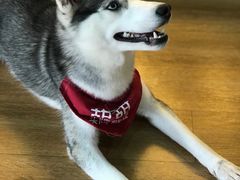 -Husky Go! 哈士奇体验馆·宠物咖啡厅狗咖