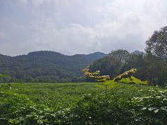 -中国茶叶博物馆(双峰馆区)