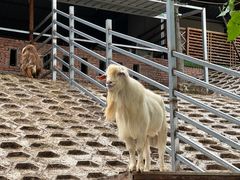 -北京鹿世界主题园