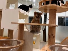 -有喵·猫咖·狗咖·30几只猫10只小狗(岗厦店)