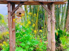 -桑洲油菜花景区