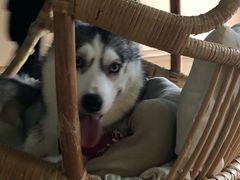 -Husky Go! 哈士奇体验馆·宠物咖啡厅狗咖