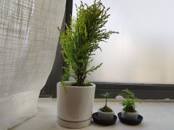 -安那般那皮肤年轻化ANAPANA