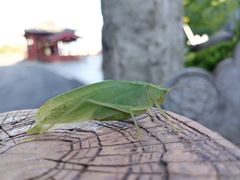-塔云山