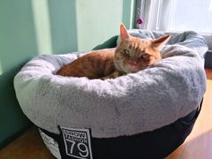 -东方名猫馆·英短金渐层布偶猫舍(环线广场1号楼店)