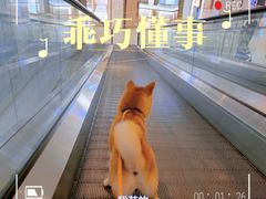 -深圳龙华星河COCO City(民治店)