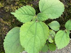 -家烧面馆【南山路知名经典面食】