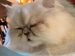 -more than meow吴止猫主题餐厅(承德 中船汇店)