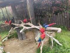 -上海野生动物园