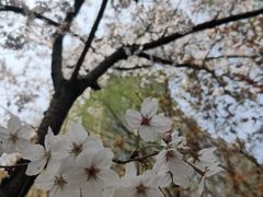 -新江湾城公园