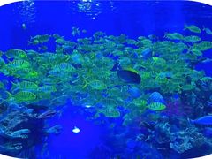 -上海海昌海洋公园