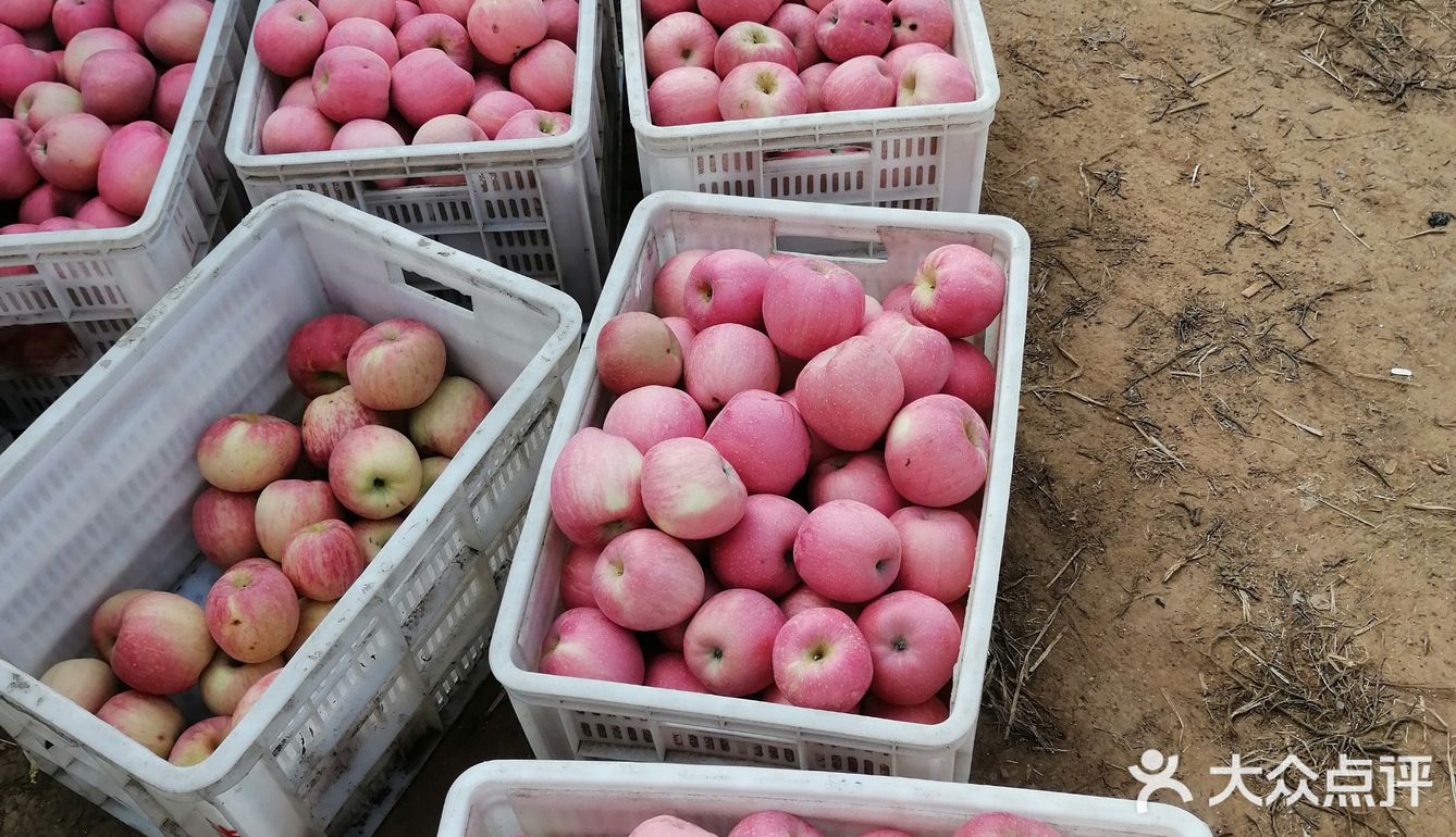 周末来采摘苹果🍎吧