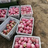 周末来采摘苹果🍎吧