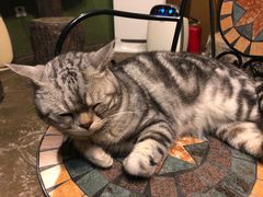-猫猫幼稚园·撸猫·桌游·电玩