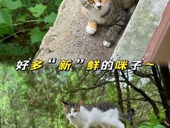 -四门塔风景区