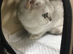 -宠颐生中康贝怡动物医院