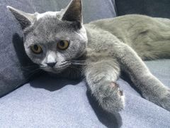 -喵的天空名猫咖啡馆·撸猫·猫舍·用品