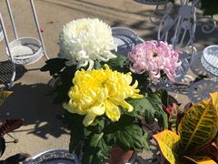 菊花-蒲河大集