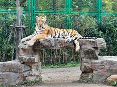 -上海野生动物园老虎餐厅